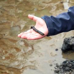 Wattwurm - Arenicola marina