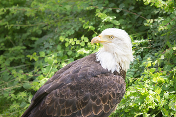 Rapace