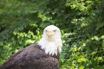 Rapace