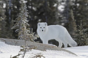 Arctic fox (Vulpes Lagopus) in white winter coat with small tree in the foreground,