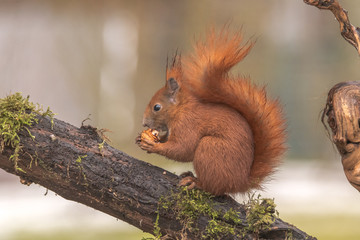 Eurasian Red Squirrel - (Sciurus vulgaris)  Cute arboreal, omnivorous rodent with long tail, climbing in the tree. Adorable curious mammal. Portrait of eurasian squirrel in natural environment.