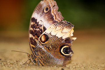 Caligo atreus, Blauer Bananenfalter, Costa Rica 