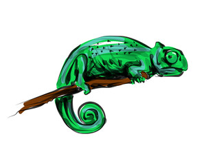 Vector color line sketch chameleon