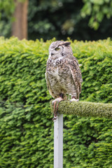 Rapace