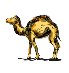 Vector color line sketch a camel