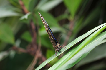 Morpho peleide, Himmelsfalter, Peru, Schmetterling 