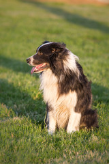 Border collie