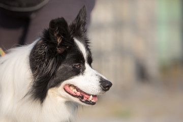 Border collie