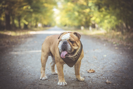 Fashionable English bulldog posing in the woods