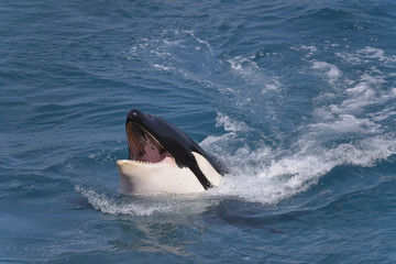 Fototapeta premium Head of killer whale (Orcinus orca) opening mouth swimming fast in blue water