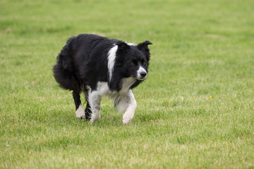 Fototapeta premium Border collie