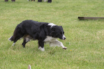 Border collie