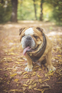 Cute fashionable English bulldog posing outdoor,selective focus