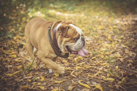 Active English bulldog in the park,blurred motion