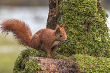 Eurasian Red Squirrel - (Sciurus vulgaris)  Cute arboreal, omnivorous rodent with long tail, climbing in the tree. Adorable curious mammal. Portrait of eurasian squirrel in natural environment.