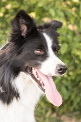 Border collie