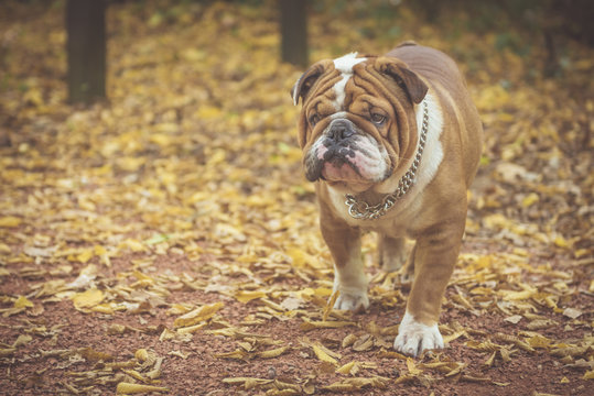 Cute English bulldog in the park,selective focus