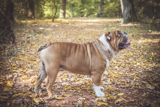 Profile portrait of cute English bulldog in the park,selective focus
