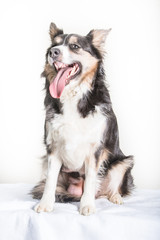 Border collie studio