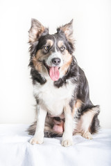Border collie studio