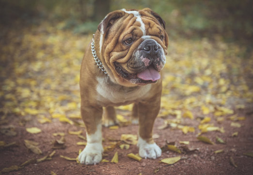 Beautiful English bulldog posing in the park