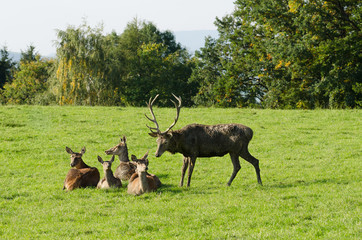 European red deer herd on a paddock in the summer sun. Mature stag (male) and four hinds (females)....