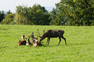 Fototapete bei efototapeten.de bestellen   