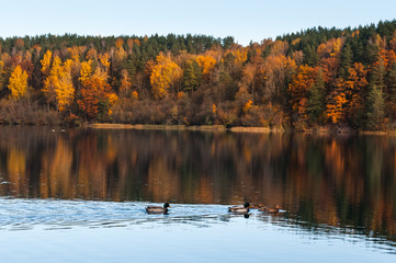 Ducks in the lake near colorful forest