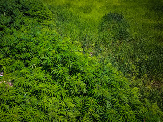 Field of marijuana