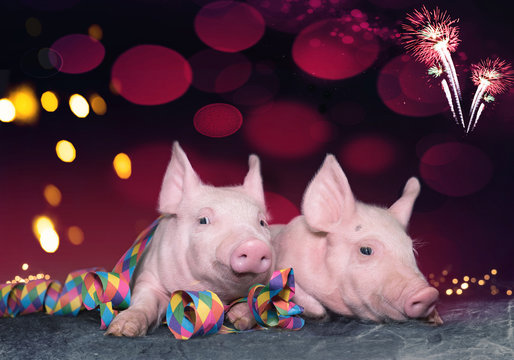 Tierische Feier - zwei rosa Ferkel feiern Silvester, Grußkartenmotiv