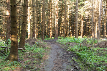 Narrow path lit by soft spring sunlight. Forest spring nature. Spring forest natural landscape with forest trees