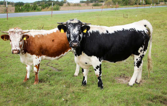 Kuh, Kühe, Rinder auf der Weide