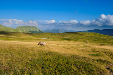 Horses left free to graze in the hills. Watching them creates a sense of peace and serenity.