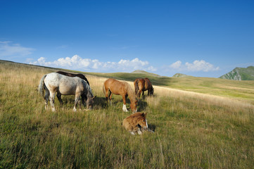 Horses left free to graze in the hills. Watching them creates a sense of peace and serenity.