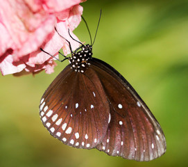 Euploea core, Edelfalter (Nymphalidae)