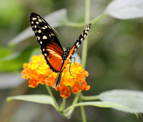 Heliconius hecale, Goldener Hekale, Schmetterling 