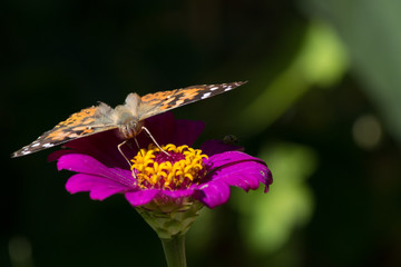 orange butterfly on purple flower