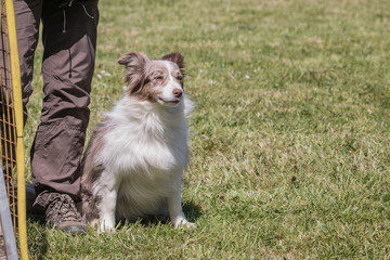 Border collie