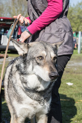 chien loup yougoslave