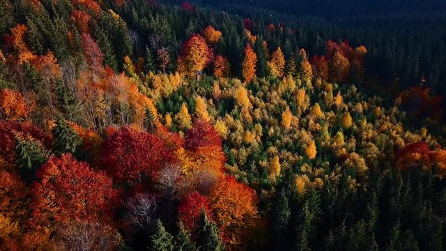 autumn mouting forest landscape in flight up warm tonning