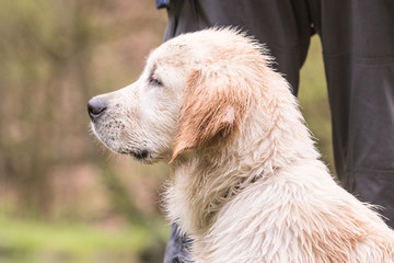 Golden retrievers chien de rapport