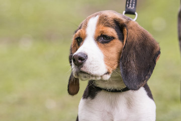 Beagle
