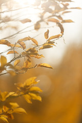 Gelbe Herbstblätter