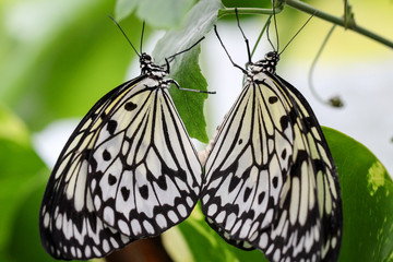 Idea leuconoe, Weisse Baumnymphe, Asien, Schmetterling 