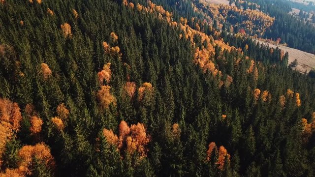 autumn mouting forest landscape in flight up warm tonning