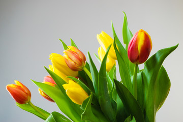 Yellow and orange bouquet of tulips on grey background