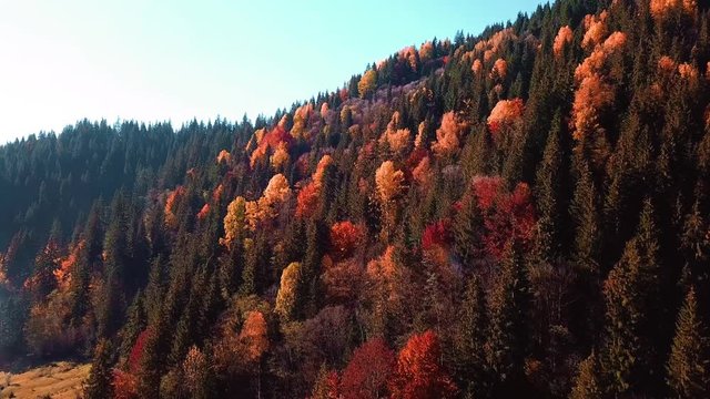 autumn mouting forest landscape in flight up warm tonning