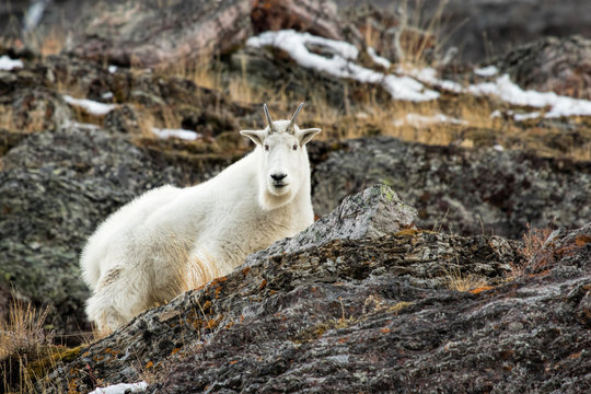 Mountain Goat In October-Glacier National Park