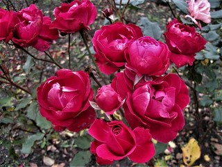 Fototapeta róże kwiaty obraz