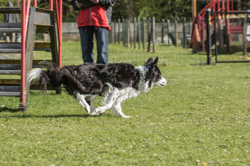 Bordie collie